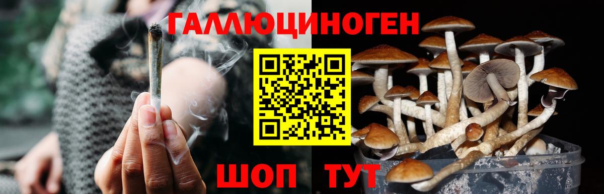 хочу наркоту  Псилоцибиновые грибы прущие грибы  Железноводск  Вход с VPN  Галлюциногенные грибы Psilocybe 